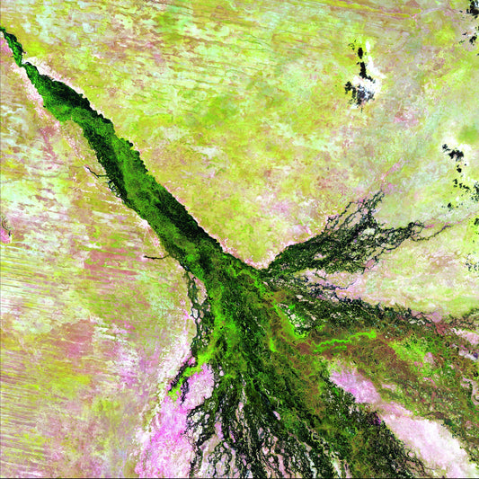 Inland Bloom, Okavango Framed & Mounted Print