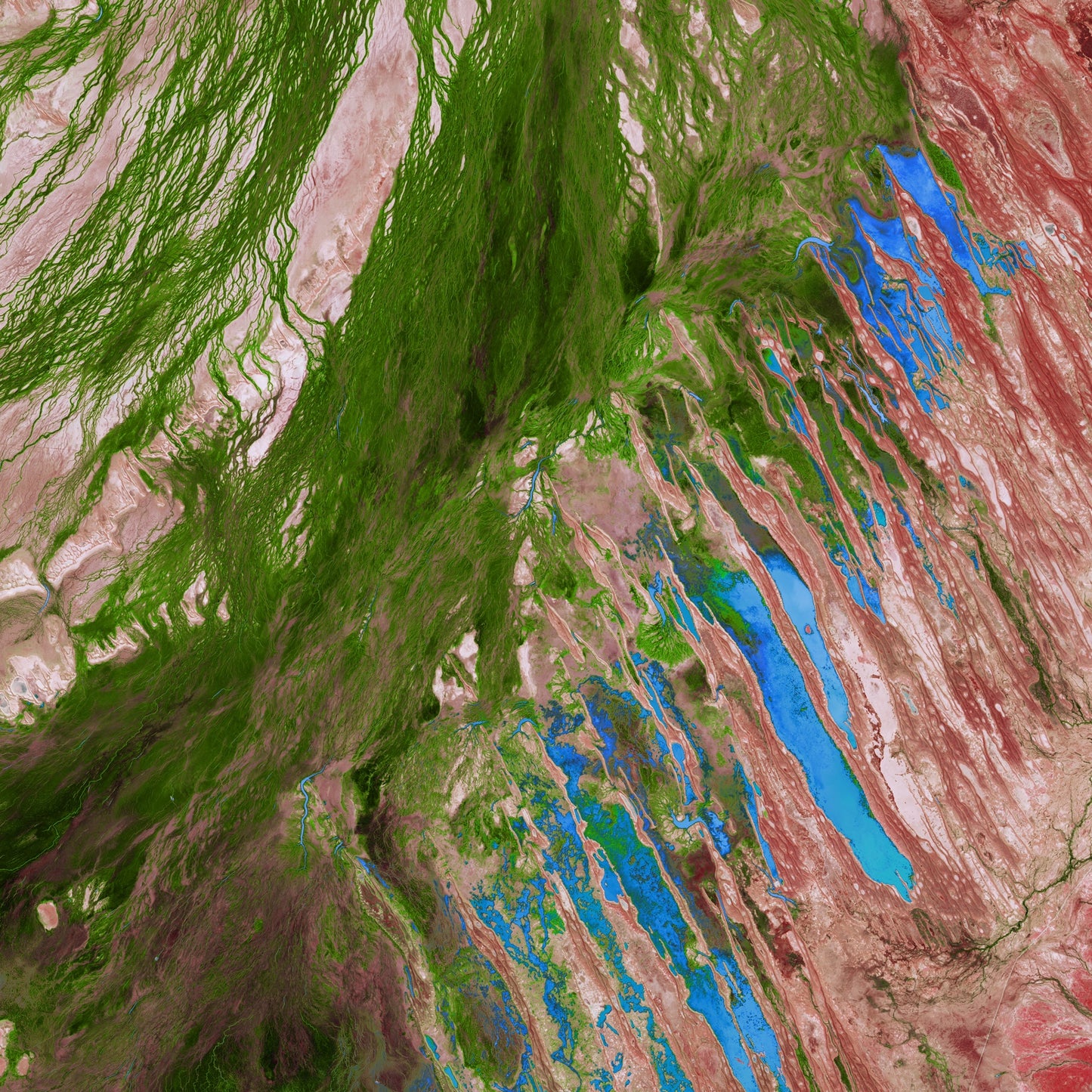 Desert Bloom, Lake Eyre Basin Framed & Mounted Print