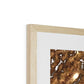 Sunlit Dunes, North America Framed & Mounted Print